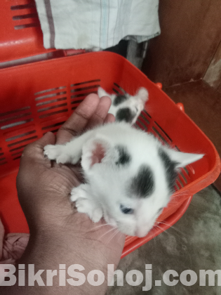 Baby cat